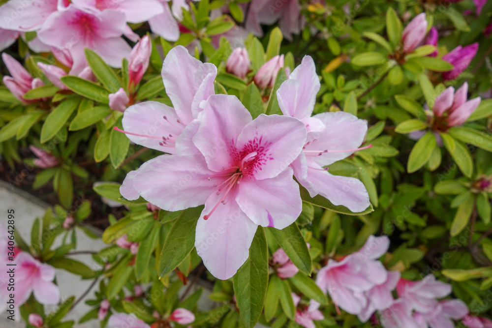 屋外に咲いたピンクのツツジの花