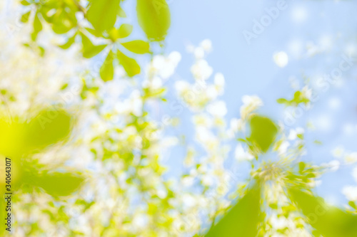 Spring background in defocus. Natural background. Abstraction. 