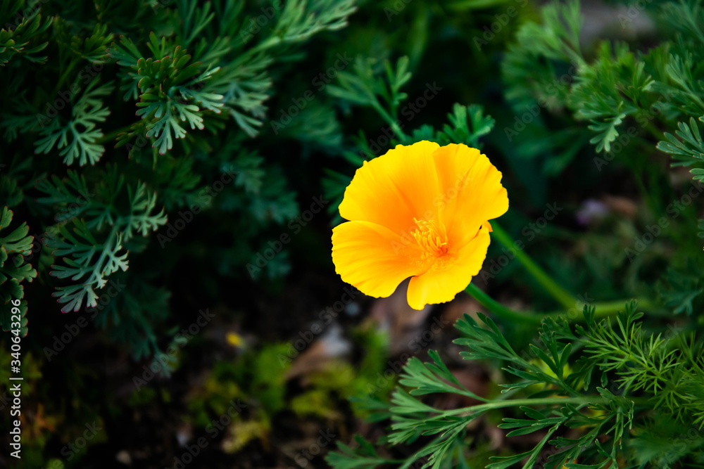 Obraz premium red poppy flower