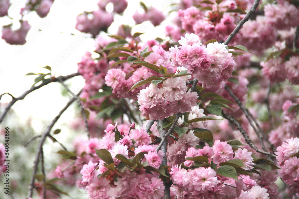 Beautiful flowers of sakura in bloom