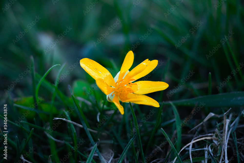 Obraz premium yellow crocus flower