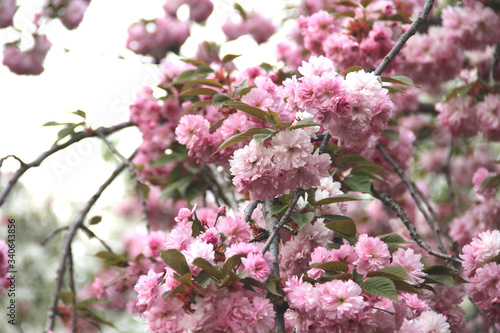 Beautiful flowers of sakura in bloom © Tanouchka