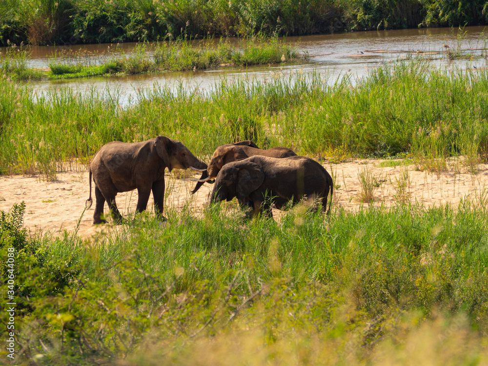 Baby Elephant playing near the river Baby Elephant playing near the river