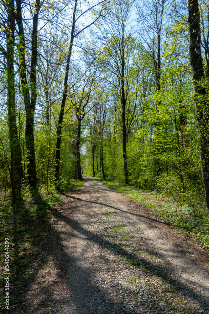 Allee mit Schotterstraße im Frühling Allee mit Schotterstraße im Frühling