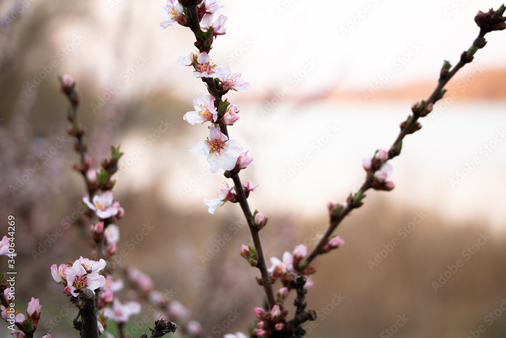 spring bloom, apricot bloom, spring photography, flowering trees spring bloom, apricot bloom, spring photography, flowering trees