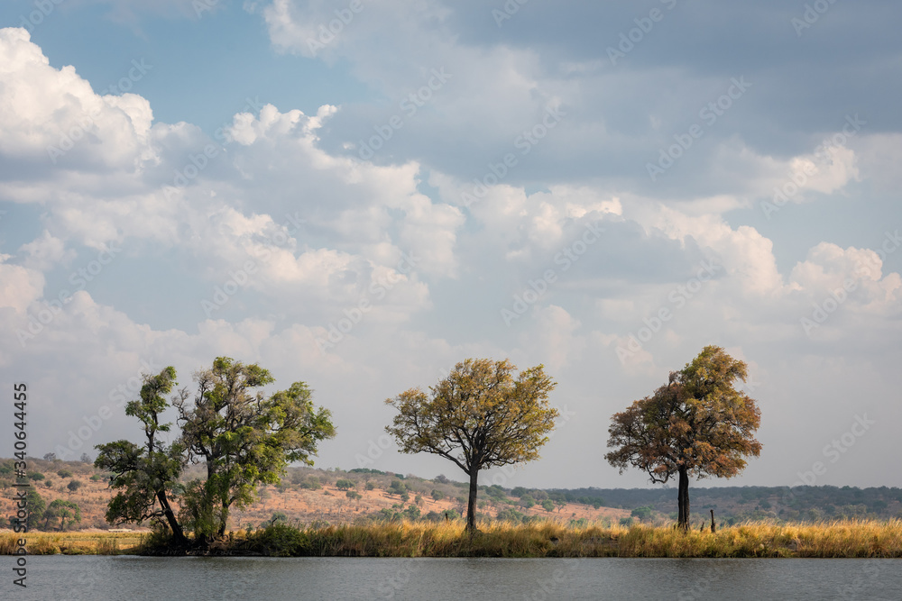 Obraz premium Trees Along the Zambezi River
