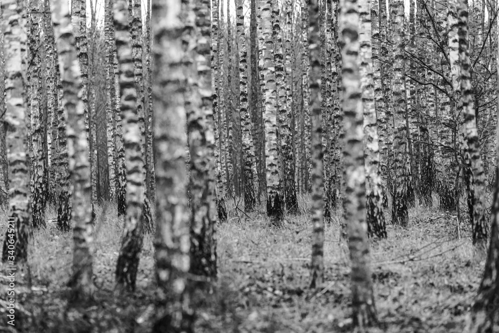 Fototapeta premium autumn forest, black and white photo