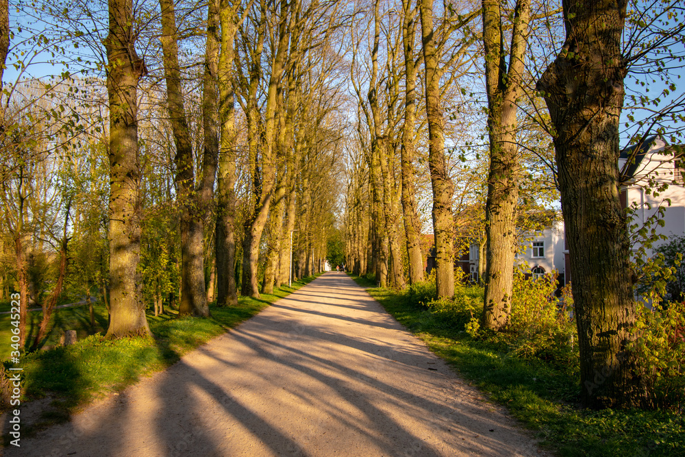 Fototapeta premium Alte Alle auf dem Emder Wall