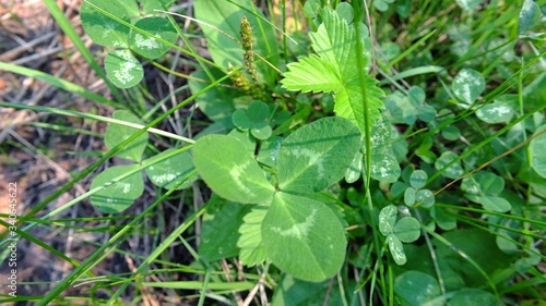 Wallpaper Mural clover Torontodigital.ca