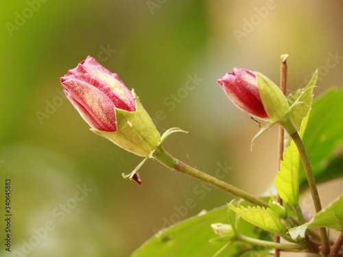 Hibiscus flower