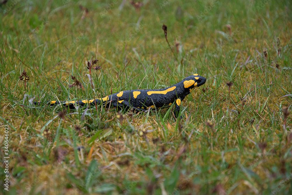 Salamandra salamandra. Salamander climbs in the grass. Strongly endangered animal species. Black-yellow color of amphibian. Salamandra salamandra. Salamander climbs in the grass. Strongly endangered animal species. Black-yellow color of amphibian.
