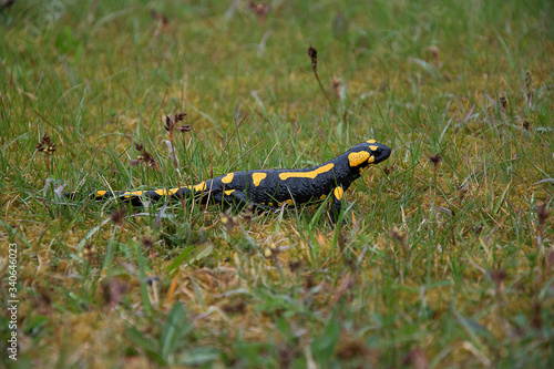 Salamandra salamandra. Salamander climbs in the grass. Strongly endangered animal species. Black-yellow color of amphibian.