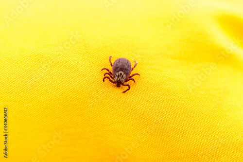 Closeup picture of mite on the yellow clothes isolated