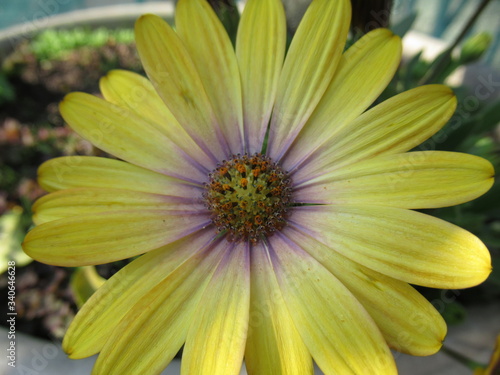 yellow flower