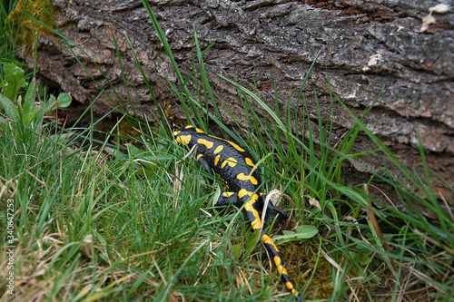 Salamandra salamandra. Salamander crawls into hiding. Strongly endangered animal species. Black-yellow color of Amphibian.