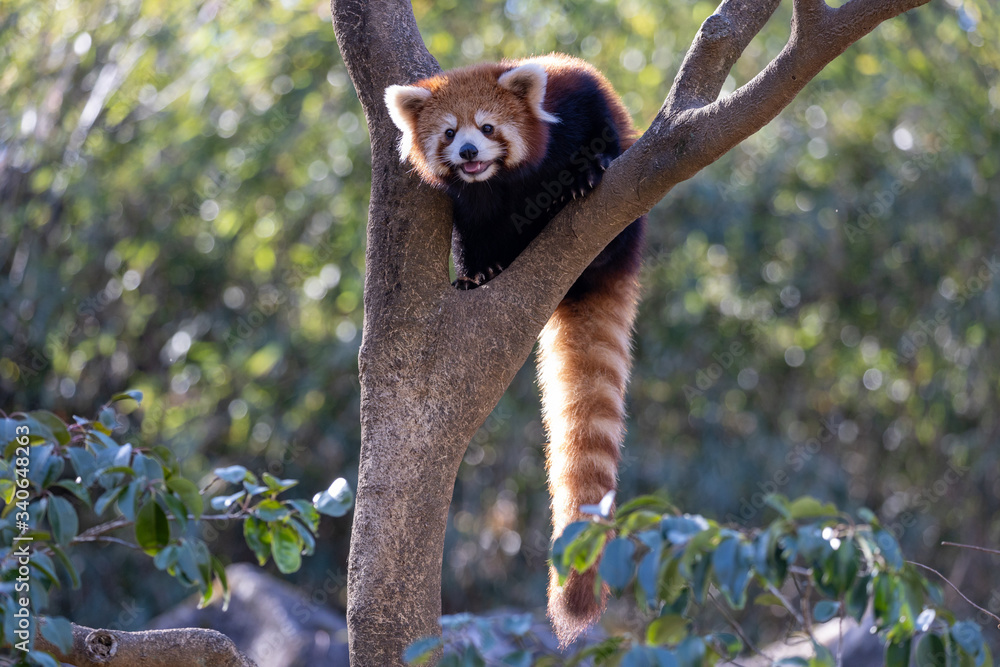 Fototapeta premium レッサーパンダ