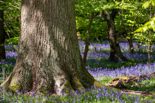 Carpet of wild bluebells in woodland, photographed at Pear Wood next to Stanmore Country Park in Stanmore, Middlesex, UK