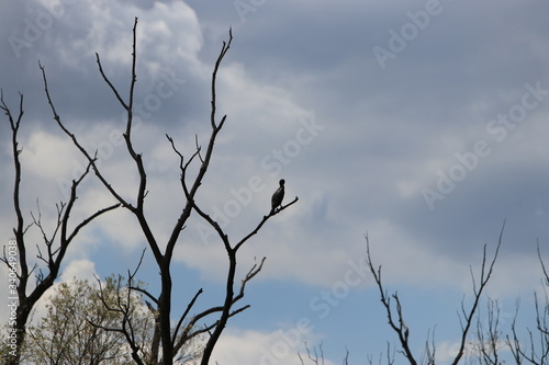 dead tree against blue sky