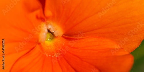 Orange Flower with Macro Lens
