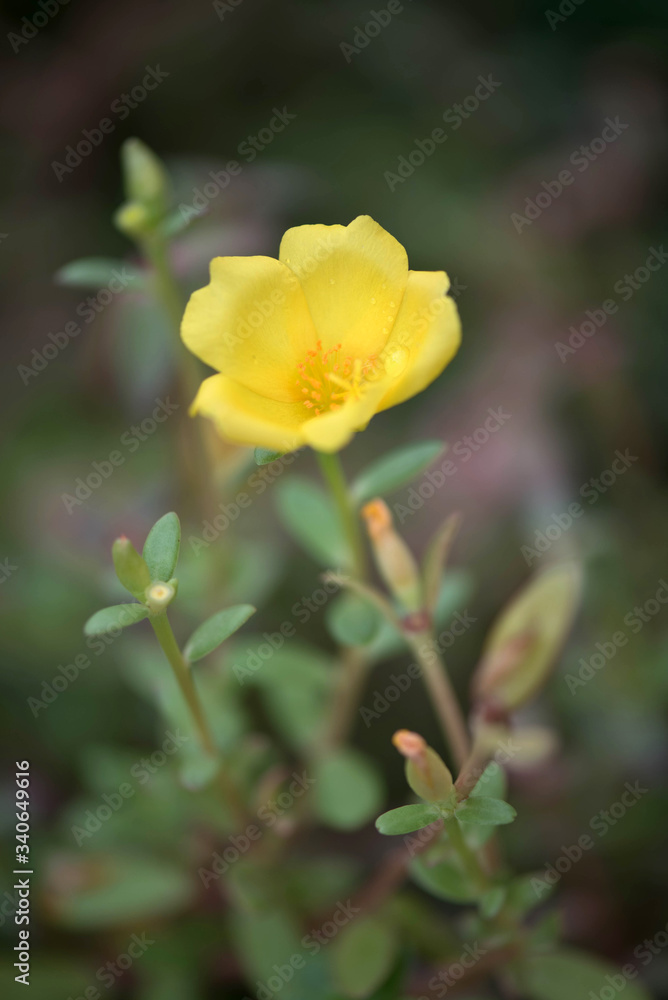 Flower in the garden called Common Purslane, Verdolaga, Pigweed, Flower in the garden called Common Purslane, Verdolaga, Pigweed,