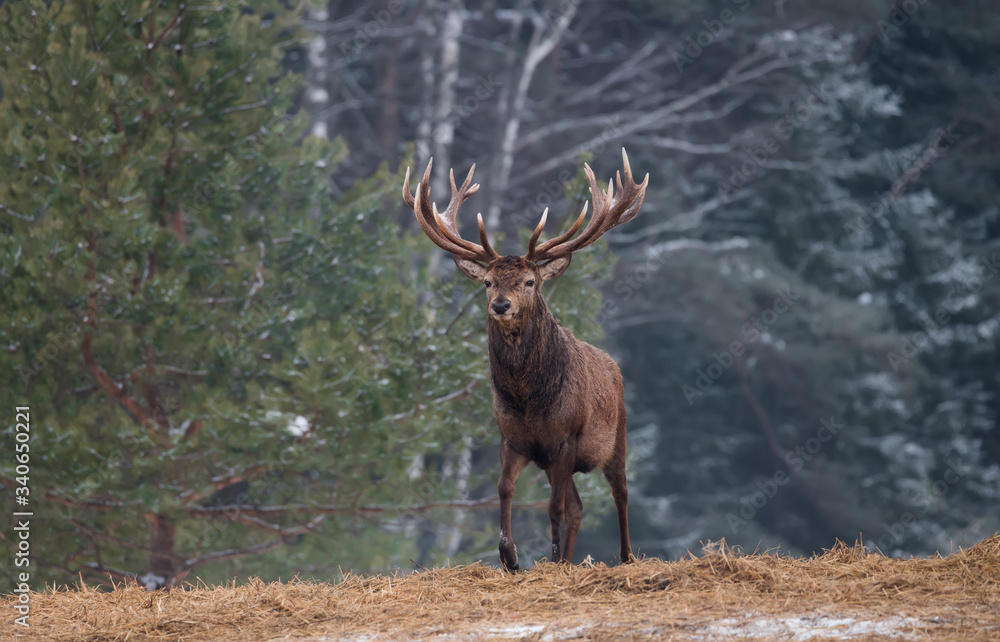 Gorgeous Viripotent Deer ( Cervus Elaphus ) Leaves The Pine Forest, Proudly Raising His Head. Artistic Winter Wildlife Landscape With Marriageable Red Deer Stag. Lonely Buck With Magnificent Antlers