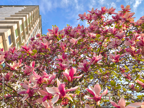 Wallpaper Mural Low angle view of blooming Magnolia liliiflora Torontodigital.ca