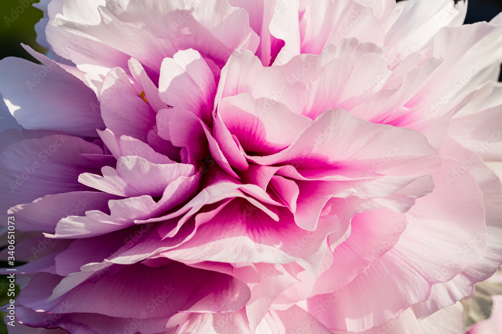 Spring flowers. Spring pink background. Beautiful airy pink peony flower Spring flowers. Spring pink background. Beautiful airy pink peony flower