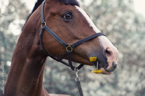 portrait of grazing bay sportive horse. close up © anakondasp