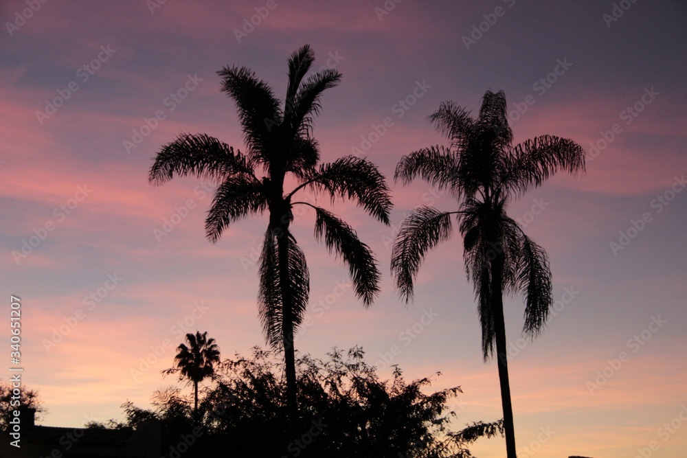 San Diego palms