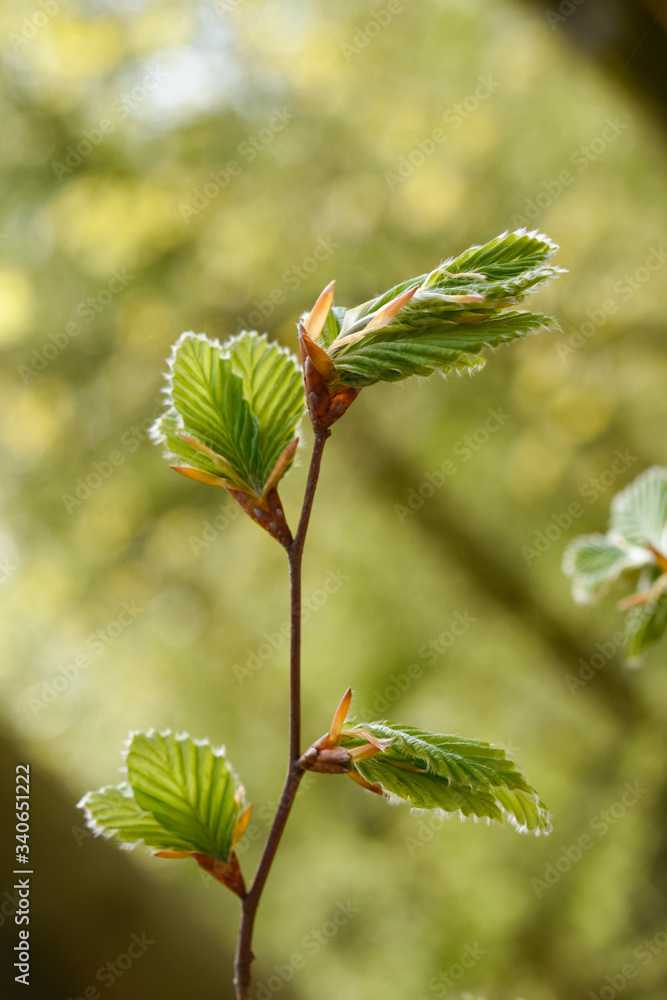 Springtime, new and fresh green leaves Springtime, new and fresh green leaves