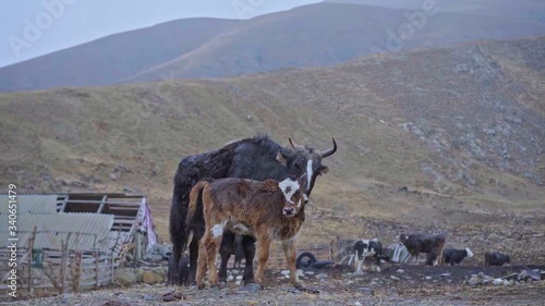 A cow takes care of its calf photo