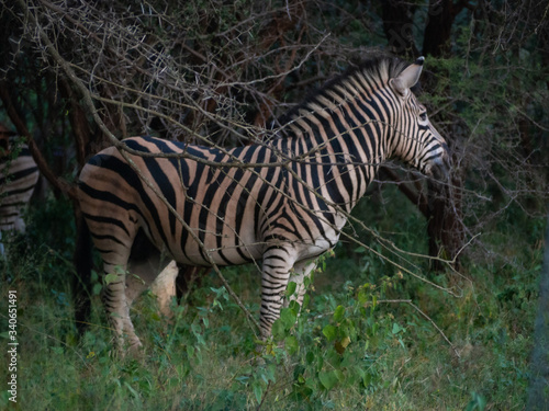 A Zebra in a garden in the late afternoon