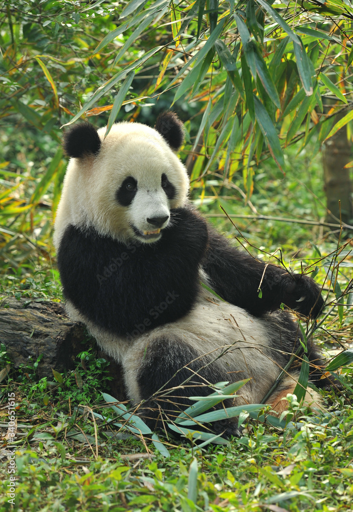 Obraz premium Cute giant panda bear eating bamboo