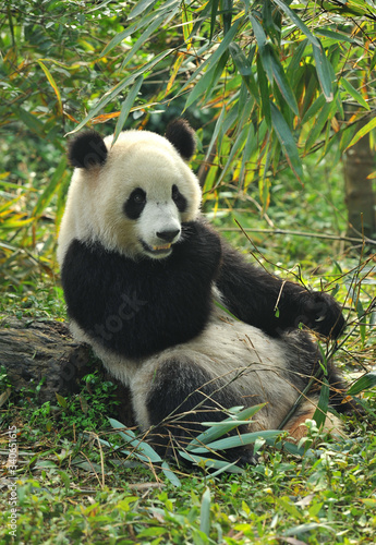 Fototapeta Naklejka Na Ścianę i Meble -  Cute giant panda bear eating bamboo