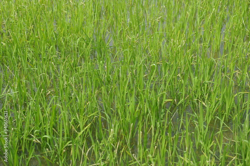 Rice field or paddy field in Malaysia. Paddy plant is still young about a few weeks old. 