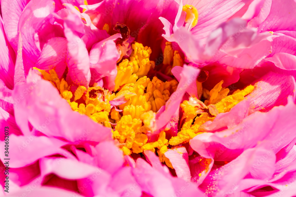 Spring flowers. Spring pink background. Beautiful airy pink peony flower with orange center Spring flowers. Spring pink background. Beautiful airy pink peony flower with orange center