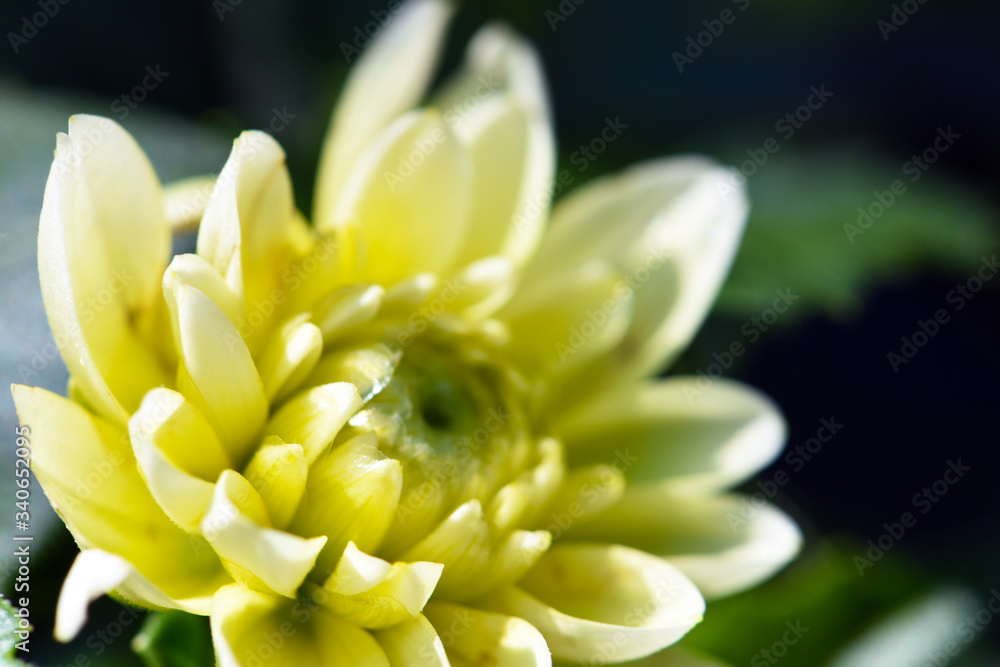 Yellow Macro Lens Yellow Macro Lens