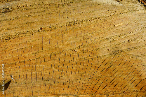 Beech wood texture