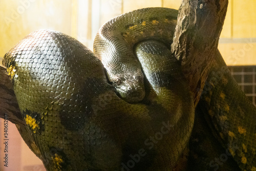 Foto anaconda