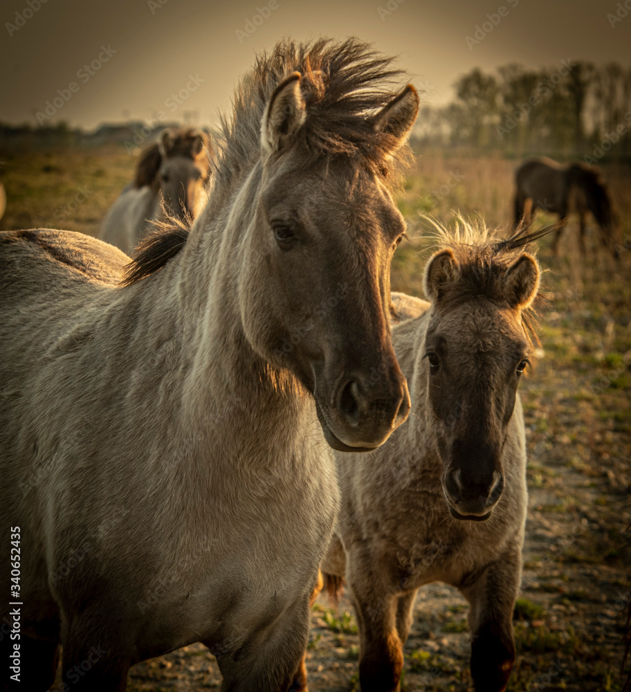 Obraz premium Wild Polish Konik Horses