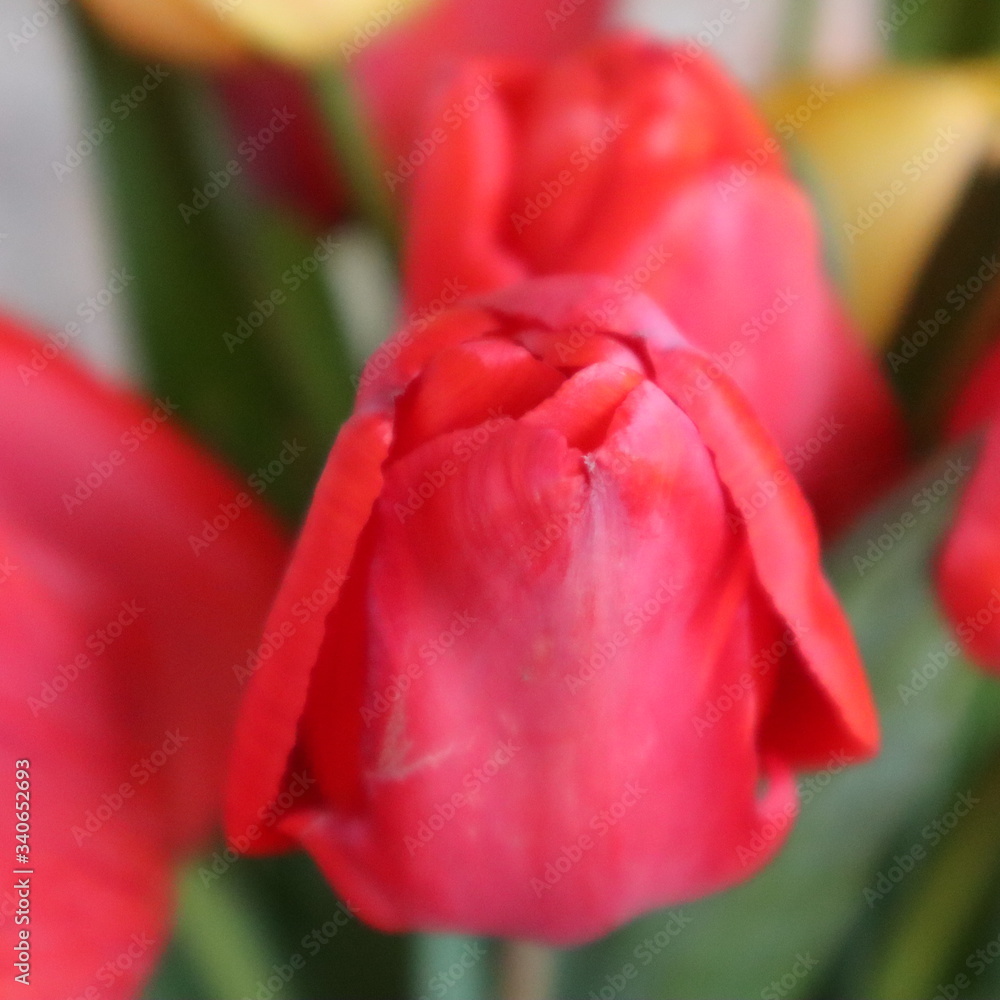 Spring flowers - Dutch tulips in red and yellow Spring flowers - Dutch tulips in red and yellow