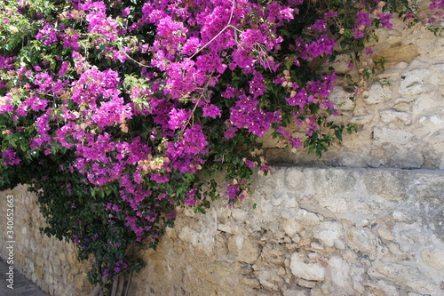 Steinmauer mit lila Blumen