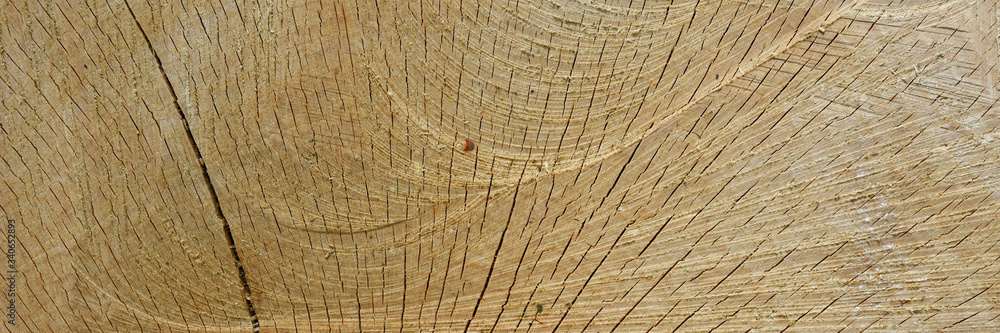 Fototapeta premium Beech wood texture