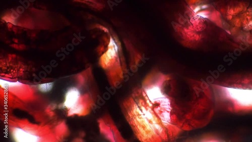 Biological background of red moving red worms in a microscope. The theme of micro biology and scientific microscopy. Water from the pond with a worm is a mosquito larvae. Larvae are used in fishing. photo