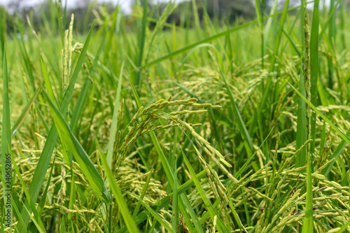 Campo de arroz verde