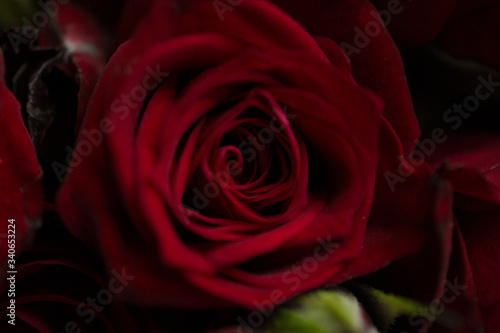 Red Rose