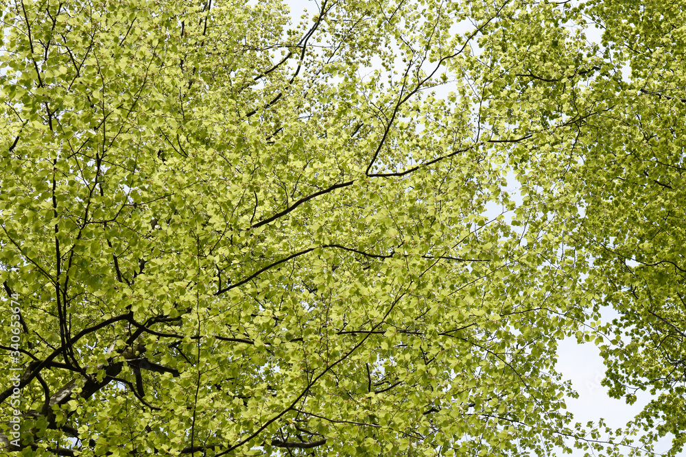 Fototapeta premium green leaves on a branch