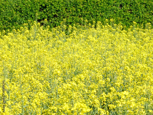  field of rape with flowers with green background