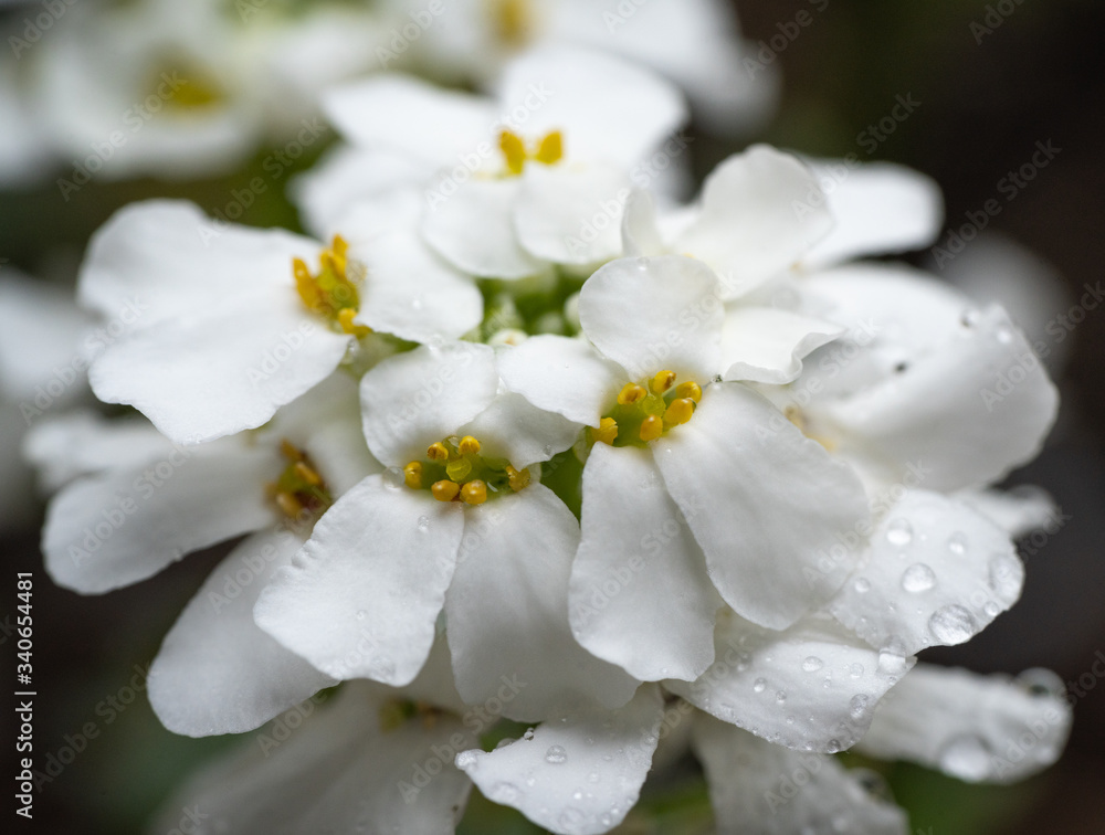 Close-up of white flower with raindrops (Iberis sempervirens - 