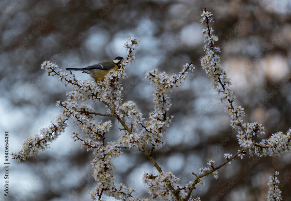 Cherry blossom in spring. White cherry blossom